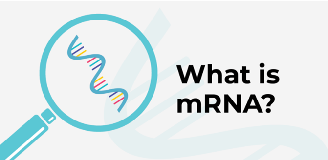 What is mRNA